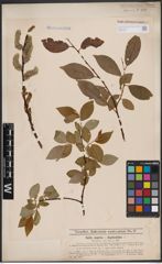Foto von Salix caprea L. x Salix daphnoides Vill.